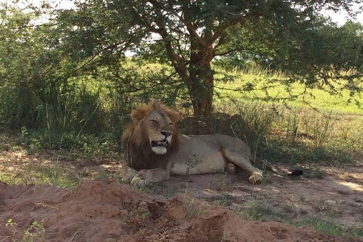 Affordable 2 days Murchison Falls and Wildlife Game Viewing