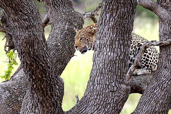 Safari Kruger de 3 jours au départ de Johannesburg