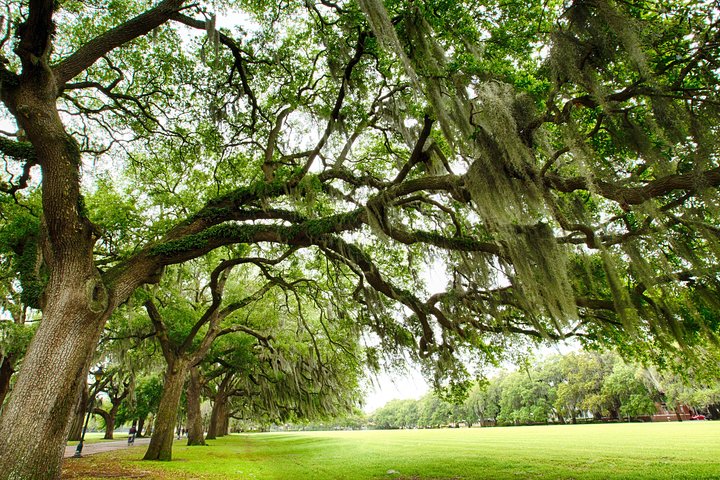 Savannah Land & Sea Combo: City Sightseeing Trolley Tour med Riverboat Cruise