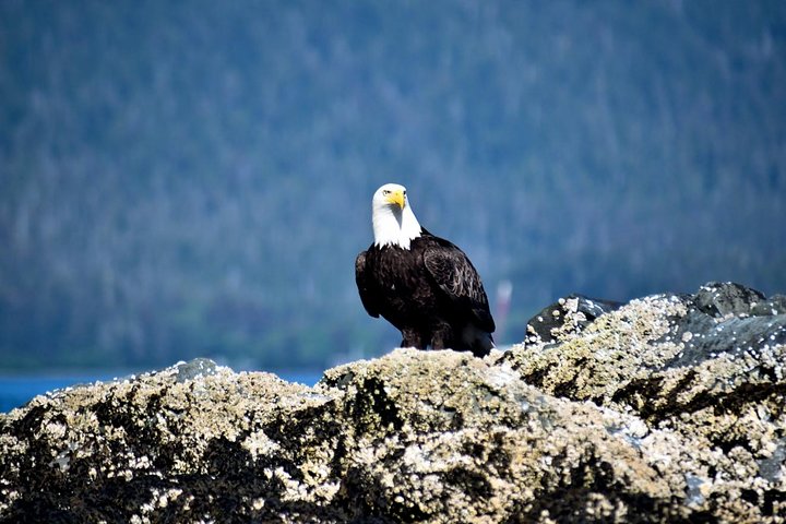 Simplemente increíble Tour de Sitka: Fortaleza del oso, Alaska Raptor y tótems