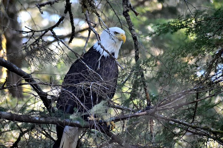 Simplemente increíble Tour de Sitka: Fortaleza del oso, Alaska Raptor y tótems