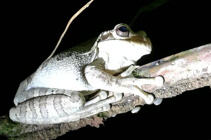 Small-Group Tortuguero National Park Night Walk in Costa Rica