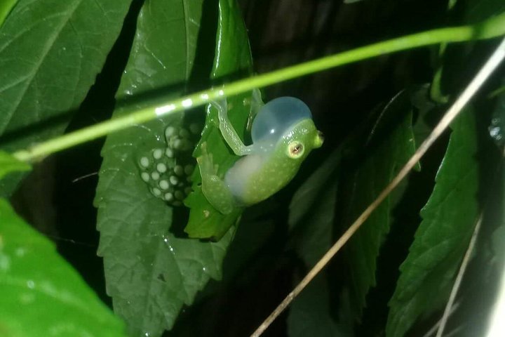 Small-Group Tortuguero National Park Night Walk in Costa Rica