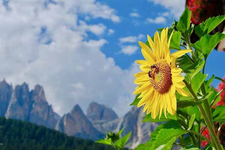 Dolomites Adventure : Excursion d'une journée complète en petit groupe au départ de Venise