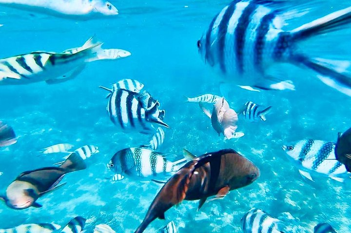 All Inclusive: Schnorcheln in der Blauen Lagune von Bali, Mittagessen und Transport