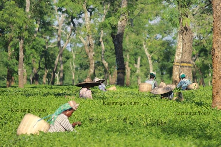 Dibrugarh Tea Tour, Singpho landsby med lunsj, Digboi olje museum