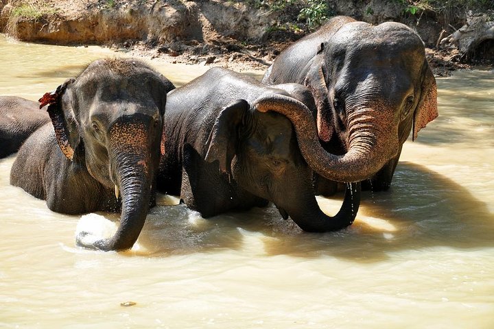 3 em 1: Excursão Doi Inthanon, Santuário de Elefantes e Trilha de Trekking