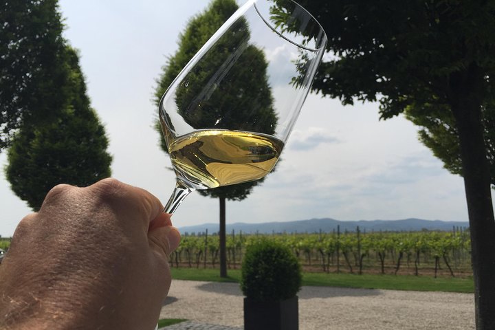 Descubra os melhores vinhos vermelhos e risling seco da Alemanha no Pfalz