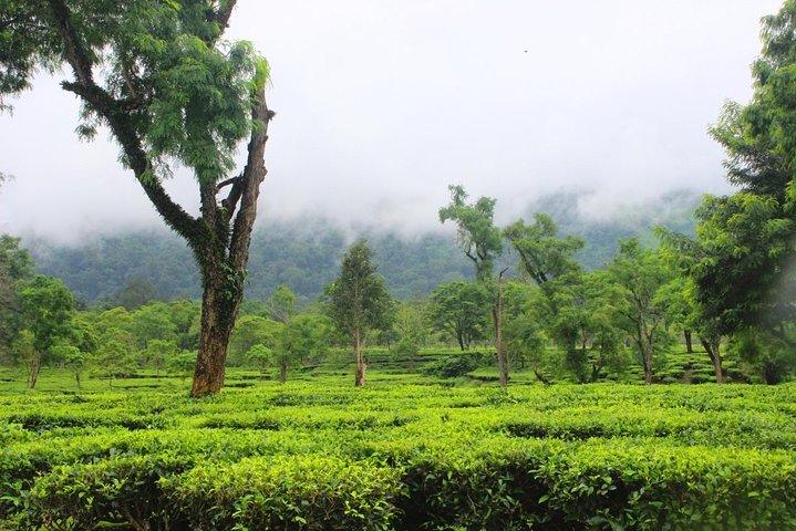 Dibrugarh Tea Tour, Singpho landsby med lunsj, Digboi olje museum