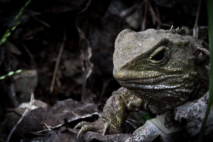 Zeelandia Eco Wildlife Night Tour met kleine groep