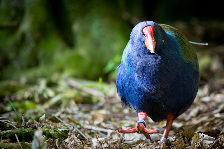 Zeelandia Eco Wildlife Night Tour met kleine groep