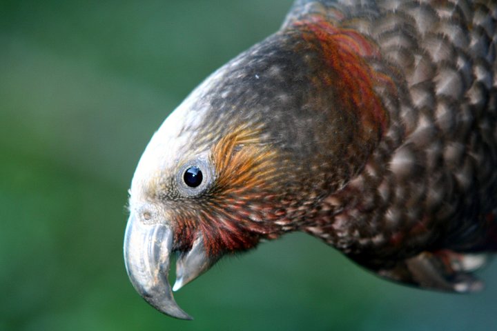 Zeelandia Eco Wildlife Night Tour met kleine groep