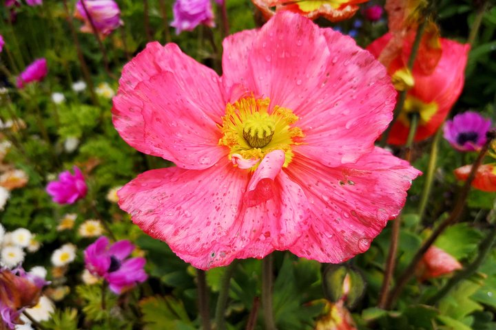 Dagtocht Flower Island of Mainau inclusief Meersburg