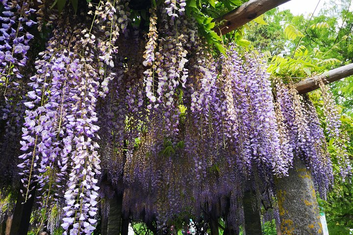 Dagtocht Flower Island of Mainau inclusief Meersburg