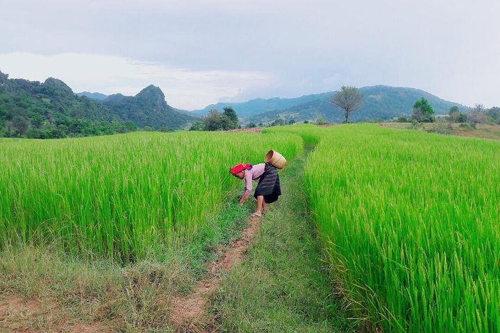 Olá, quem gosta de fazer trek fantástica com o guia mais experiente em Kalaw.