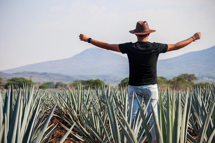 Expérience d'une journée à la tequila José Cuervo au départ de Guadalajara