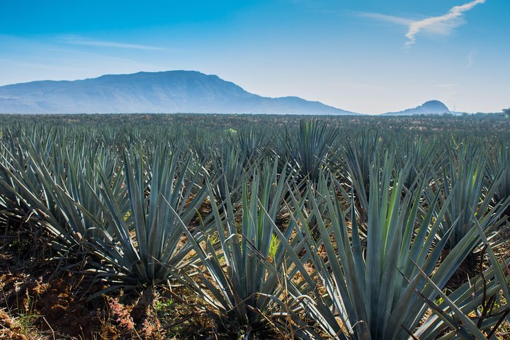 Expérience d'une journée à la tequila José Cuervo au départ de Guadalajara