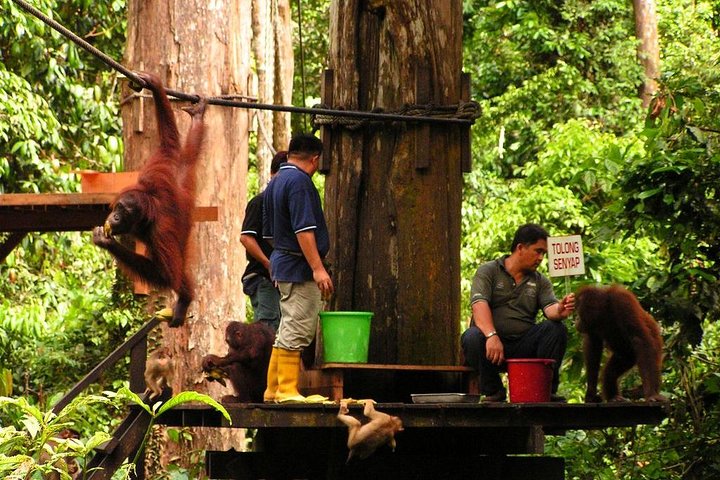 Dagstur Sepilok Orang Utan & Bornean Sun Bear (flyg exkluderat)