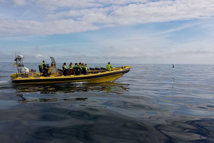 1-timmars liten grupp sightseeingtur i Vestmannaeyjar