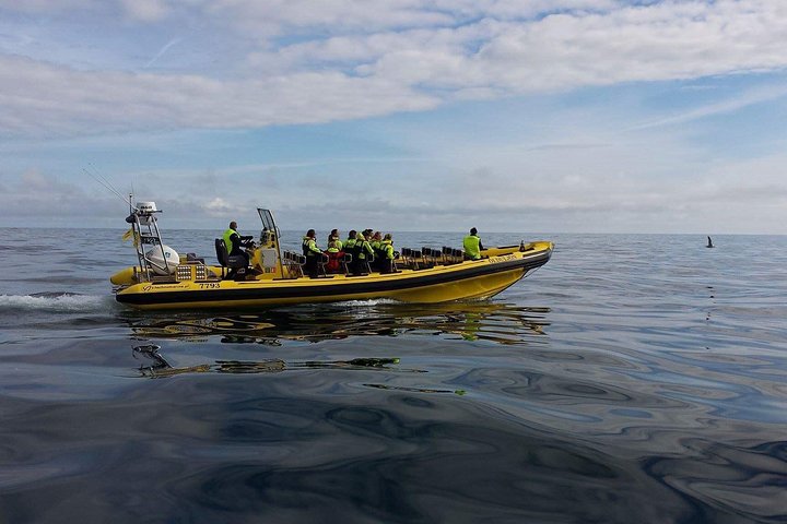Totimers rundtur i Vestmannaeyjar med RIB-båt