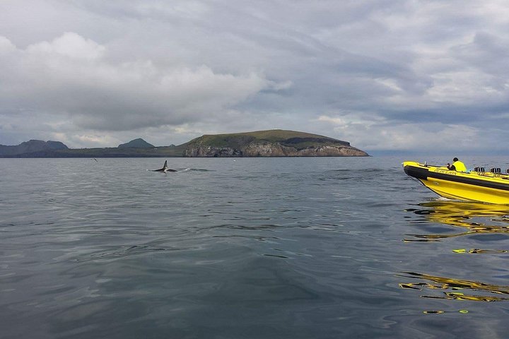 Totimers rundtur i Vestmannaeyjar med RIB-båt