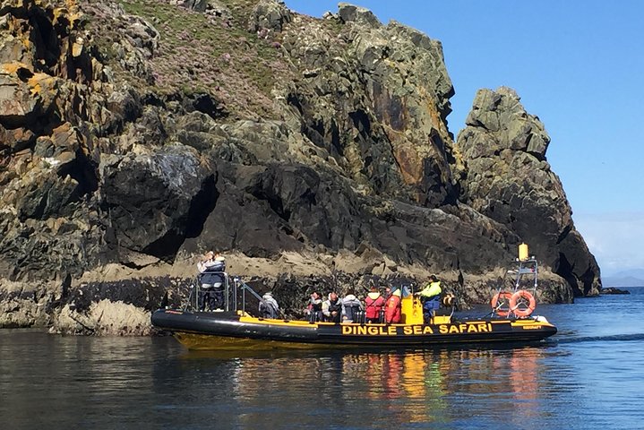 Dingle Sea Safari - Tour en barco por la costa en Dingle Bay