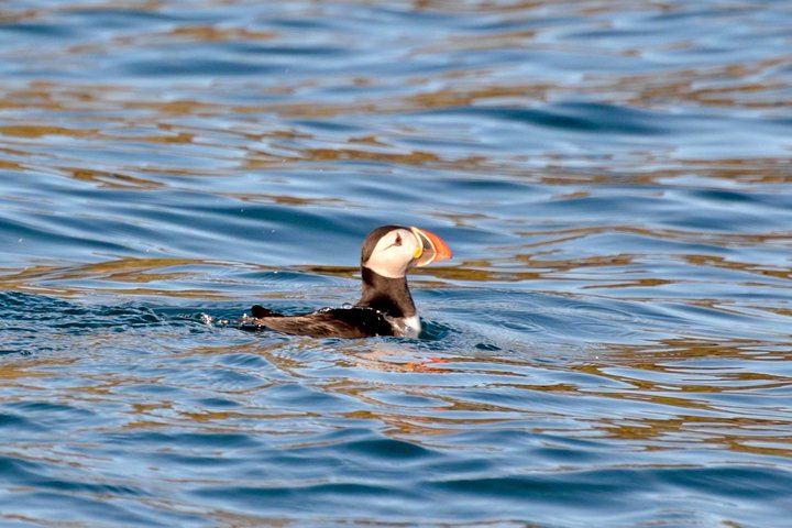 Dingle Sea Safari - Tour en barco por la costa en Dingle Bay