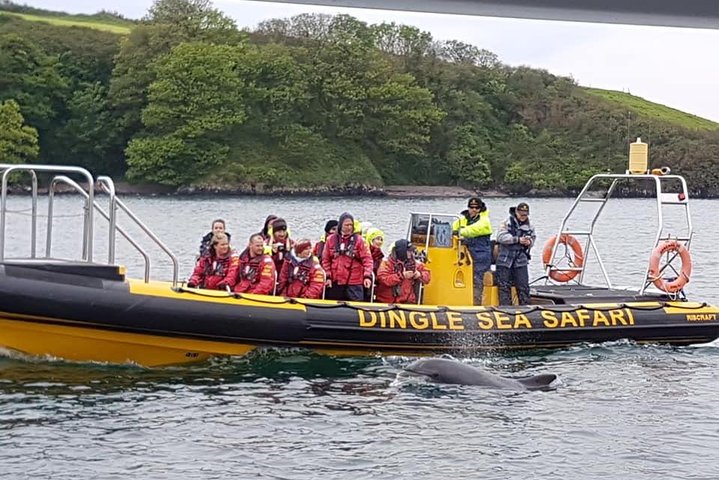 Dingle Sea Safari - Tour en barco por la costa en Dingle Bay