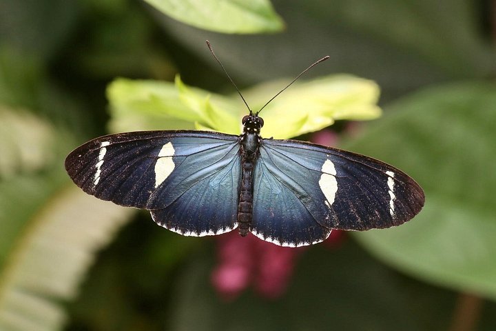 Private Mindo Cloud Forest Experience