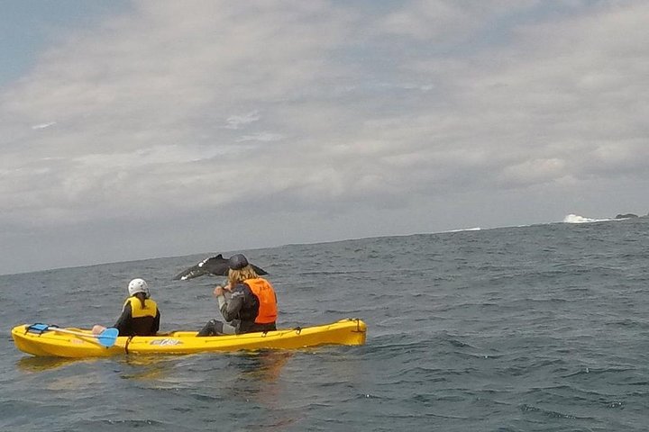 Hoteller i nærheden af Byron Bay Sea Kayak Tour