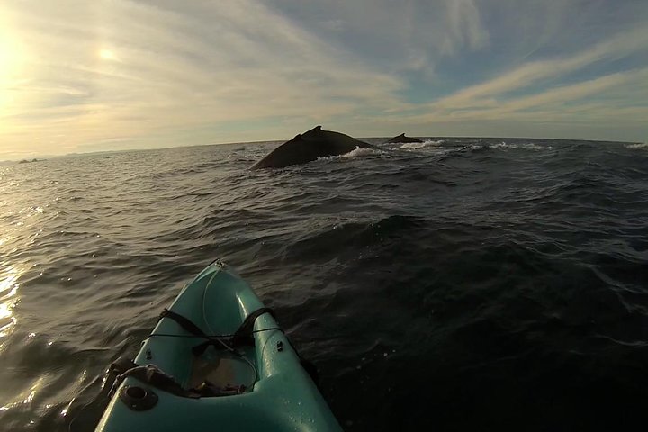 Hoteller i nærheden af Byron Bay Sea Kayak Tour
