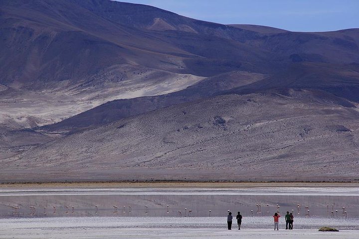 Iquique, Parque Nacional Salar del Huasco - Dia completo