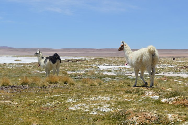 Iquique, Parque Nacional Salar del Huasco - Dia completo