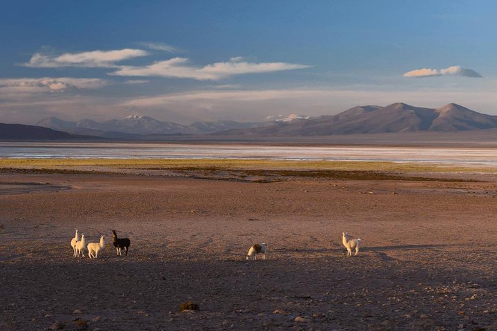 Iquique, Parque Nacional Salar del Huasco - Dia completo