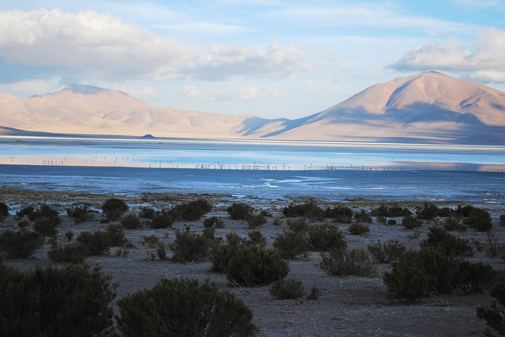 Iquique, Parque Nacional Salar del Huasco - Dia completo