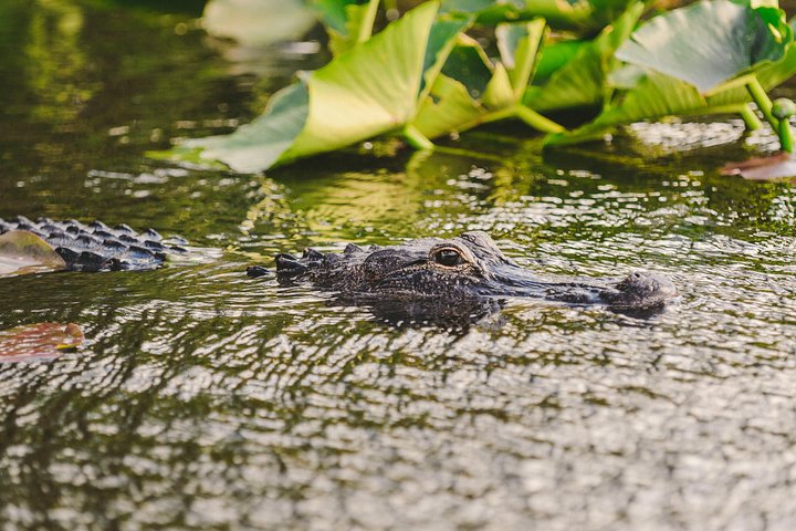 Everglades VIP Airboat Tour med transport inkludert