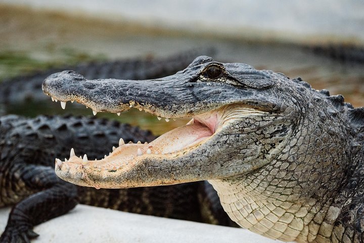 Everglades VIP Airboat Tour med transport inkludert