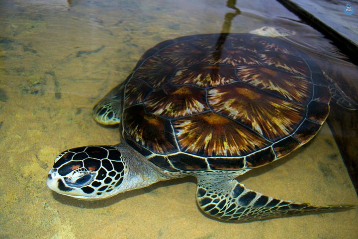 Tour do Dia de Galle: Safari de barco, Forte holandês, Pesca de palha e tartarugas