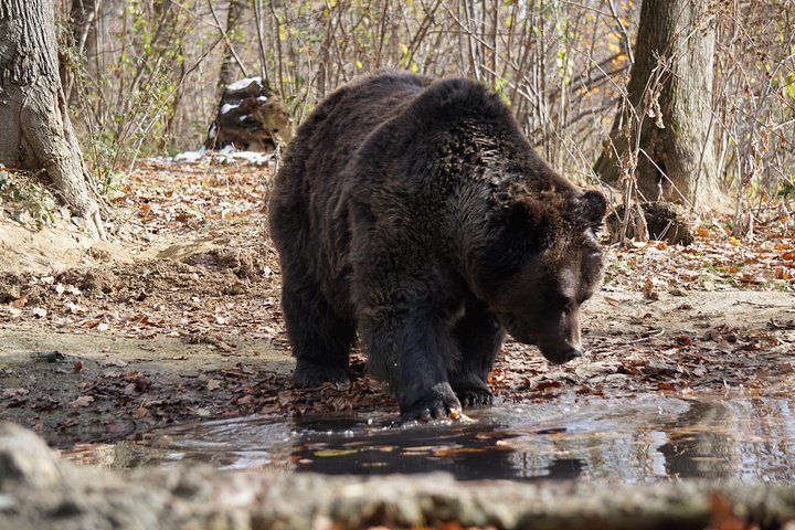 Um dia de viagem Bear Sanctuary, Castelo Dracula, Rasnov Fortress from Brasov