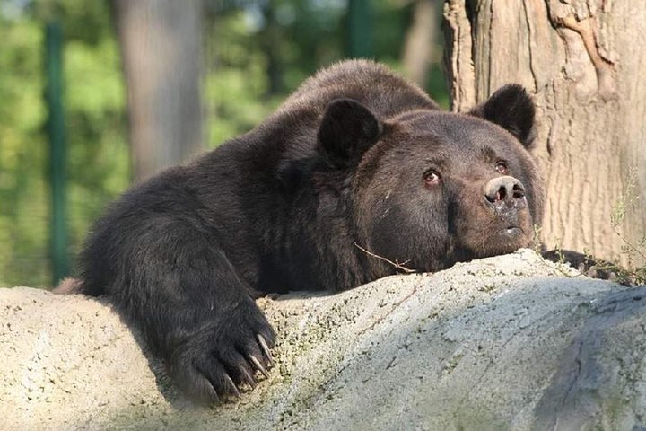 Um dia de viagem Bear Sanctuary, Castelo Dracula, Rasnov Fortress from Brasov