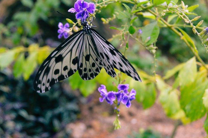 Penang Round Island Tour med Tropical Spice Garden & Entopia Butterfly Farm