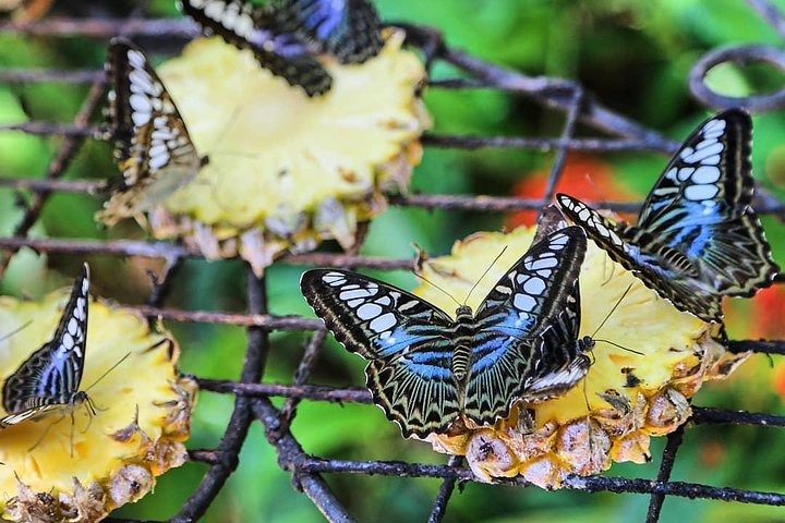 Penang Round Island Tour med Tropical Spice Garden & Entopia Butterfly Farm