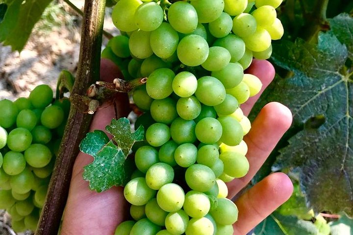 Proef Barolo en Barbaresco met een Sommelier. Wijntour door Piemonte