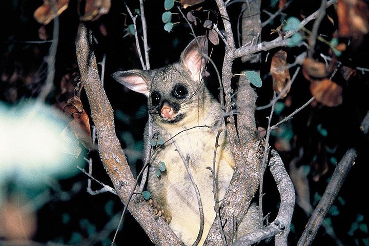 Tour nocturno por el puente natural Glow Worm desde Gold Coast