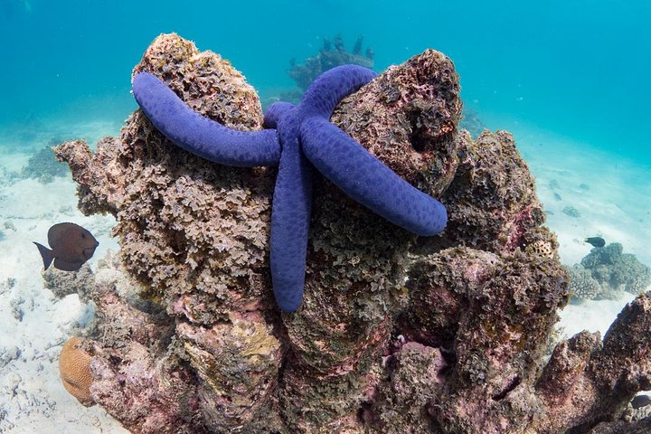 6 horas de buceo de arrecife de Ningaloo y aventura de vida silvestre