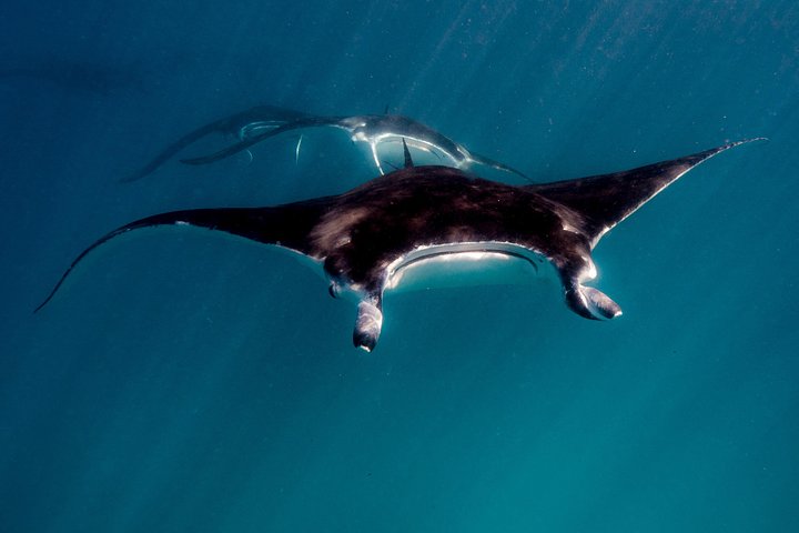6 horas de buceo de arrecife de Ningaloo y aventura de vida silvestre
