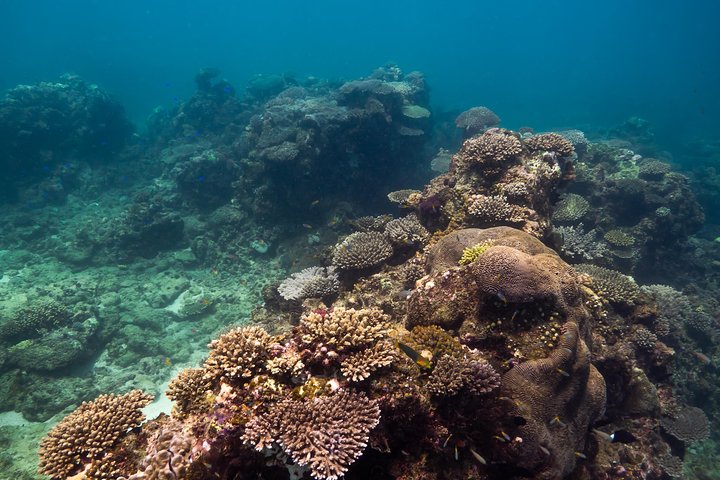 6 horas de buceo de arrecife de Ningaloo y aventura de vida silvestre