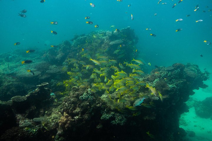 2,5 timmars Snorkel-/sköldpaddstur på Ningaloo Reef, Exmouth