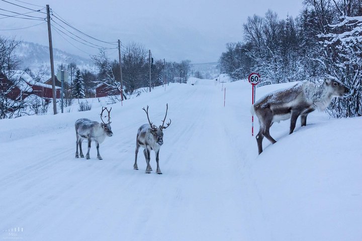 Tromsø : Excursion dans le fjord arctique à Sommarøy avec pique-nique panoramique