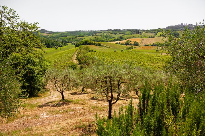 Excursion d'une journée en Toscane au départ de Florence : Sienne, San Gimignano, Pise et déjeuner dans une cave